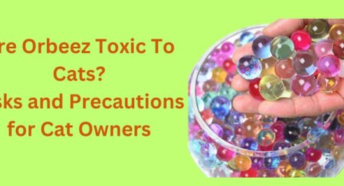 Are Orbeez Toxic To Cats
